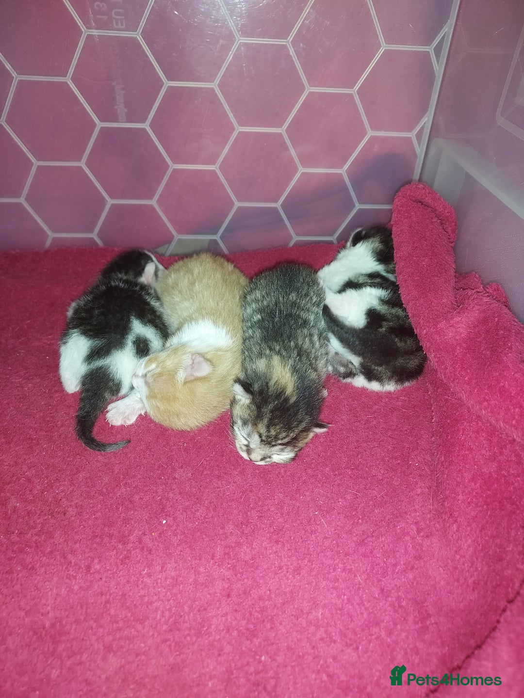 Mixed Breed cats for sale: Kittens - Image 2