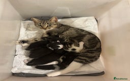 Mixed Breed cats for sale: 2 female + 2 male kittens  - Image 3