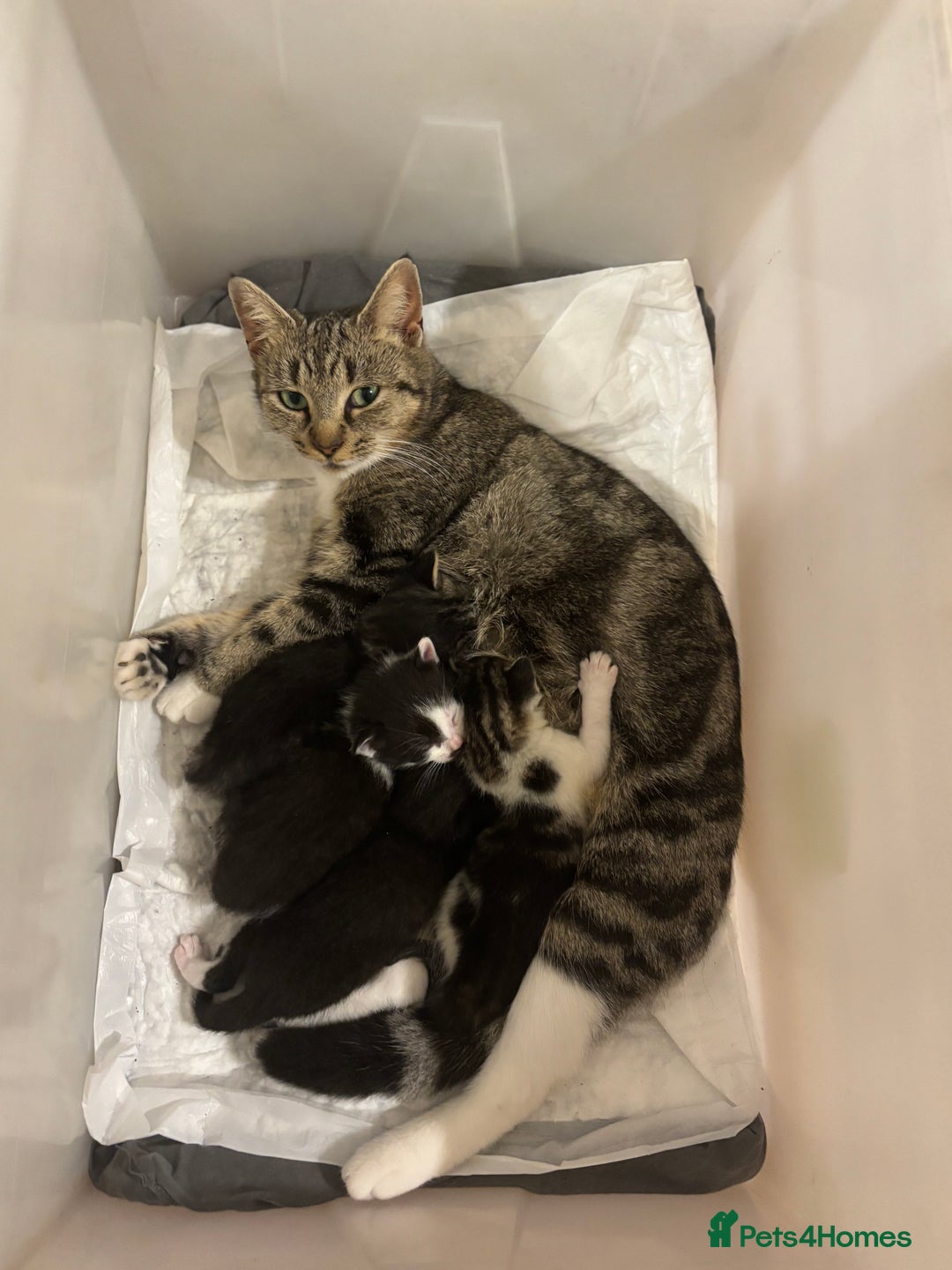 Mixed Breed cats for sale: 2 female + 2 male kittens  - Image 3