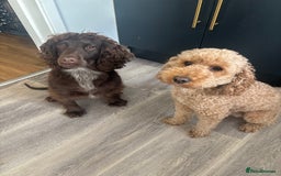 Cockapoo dogs for sale: F1 Cockapoo Puppies (1 boy and 2 girls left)  - Image 9