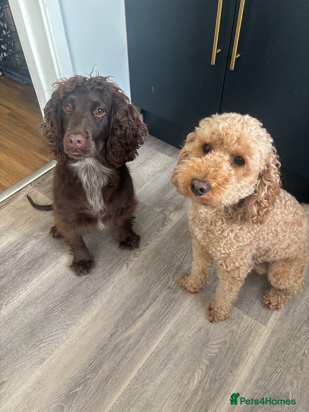 Cockapoo dogs for sale: F1 Cockapoo Puppies (1 boy and 2 girls left)  - Image 9