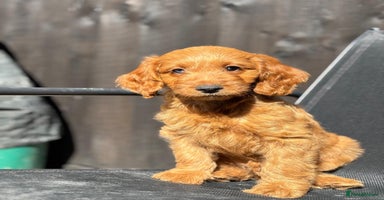 Cockapoo dogs - Advert 3