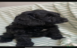 Cockapoo dogs for sale: Beautiful Black Cockapoo Pups - Image 2