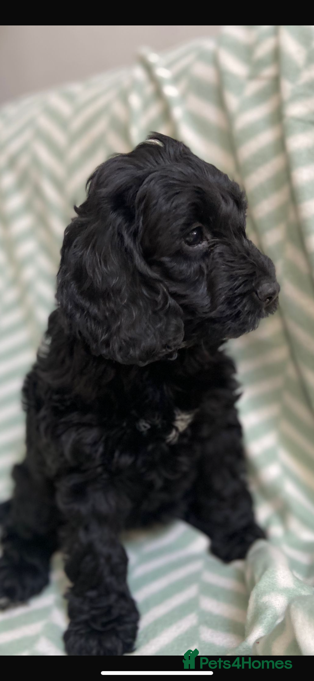 Cockapoo dogs for sale: Beautiful Black Cockapoo Pups - Image 2