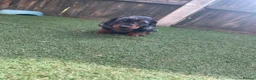 Dachshund dogs for sale: Dchshund miniature - Advert 14