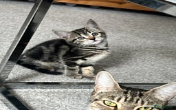 Mixed Breed cats for sale: Kittens  - Image 33