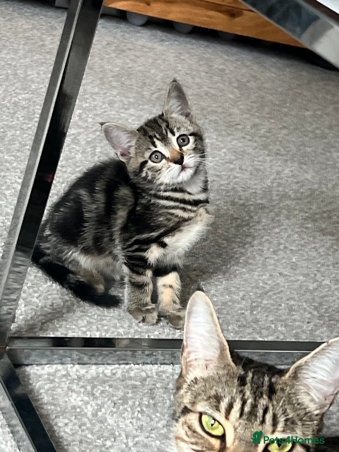 Mixed Breed cats for sale: Kittens  - Image 33