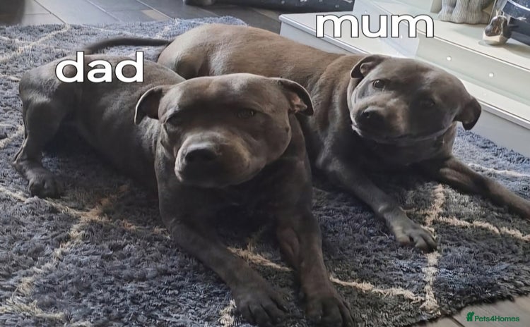 Staffordshire Bull Terrier dogs - Advert 4