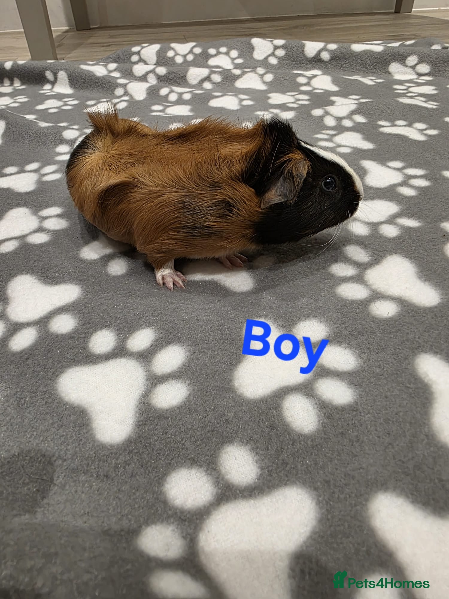Guinea Pig rodents 1 Boy Baby Guinea Pigs for Sale 🐹 - Advert 14