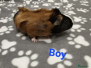 Guinea Pig rodents 1 Boy Baby Guinea Pigs for Sale 🐹 - Advert 14