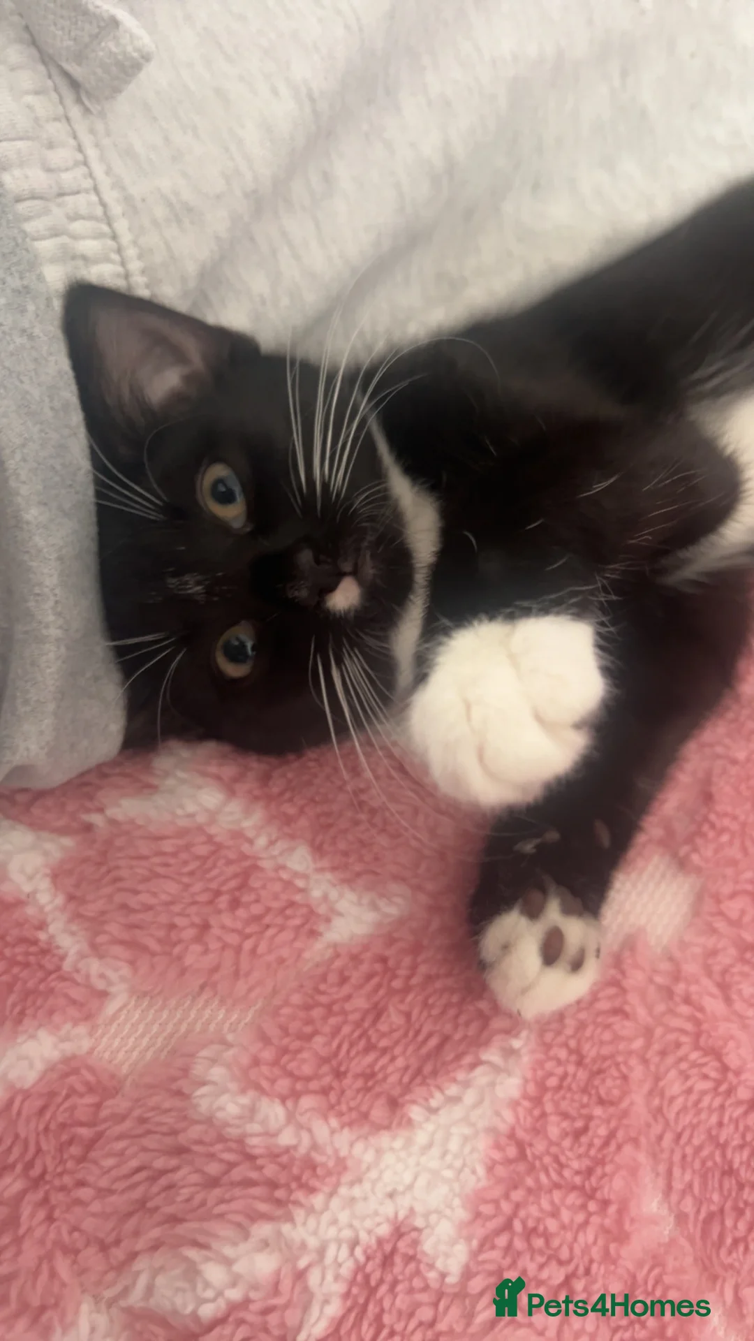 Mixed Breed cats for sale: Kitten - Advert 2