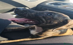 Mixed Breed dogs for sale: Hunt away/Presa Canario - Image 13