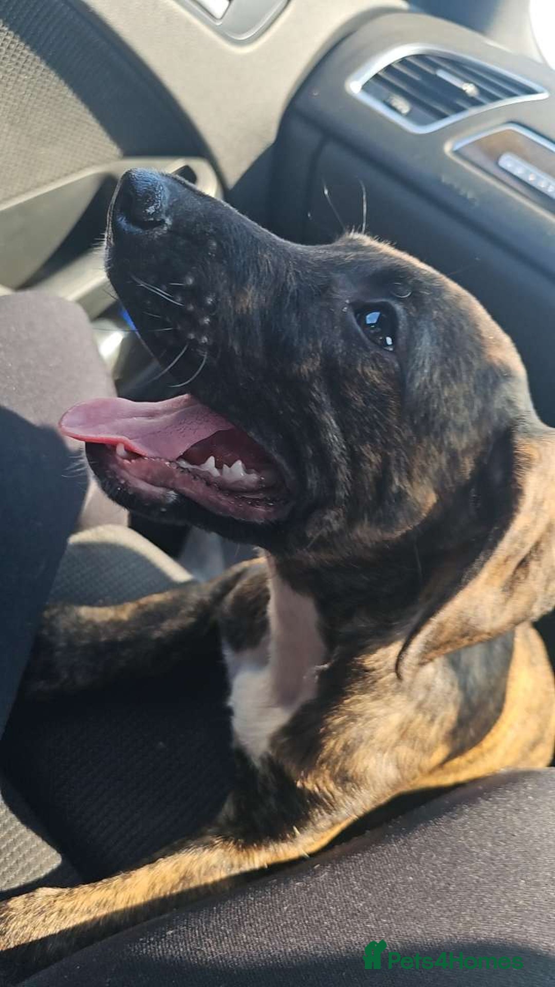 Mixed Breed dogs for sale: Hunt away/Presa Canario - Image 13
