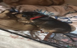 Cocker Spaniel dogs for sale: Gorgeously adorable Show Cocker Spaniels - Advert 15