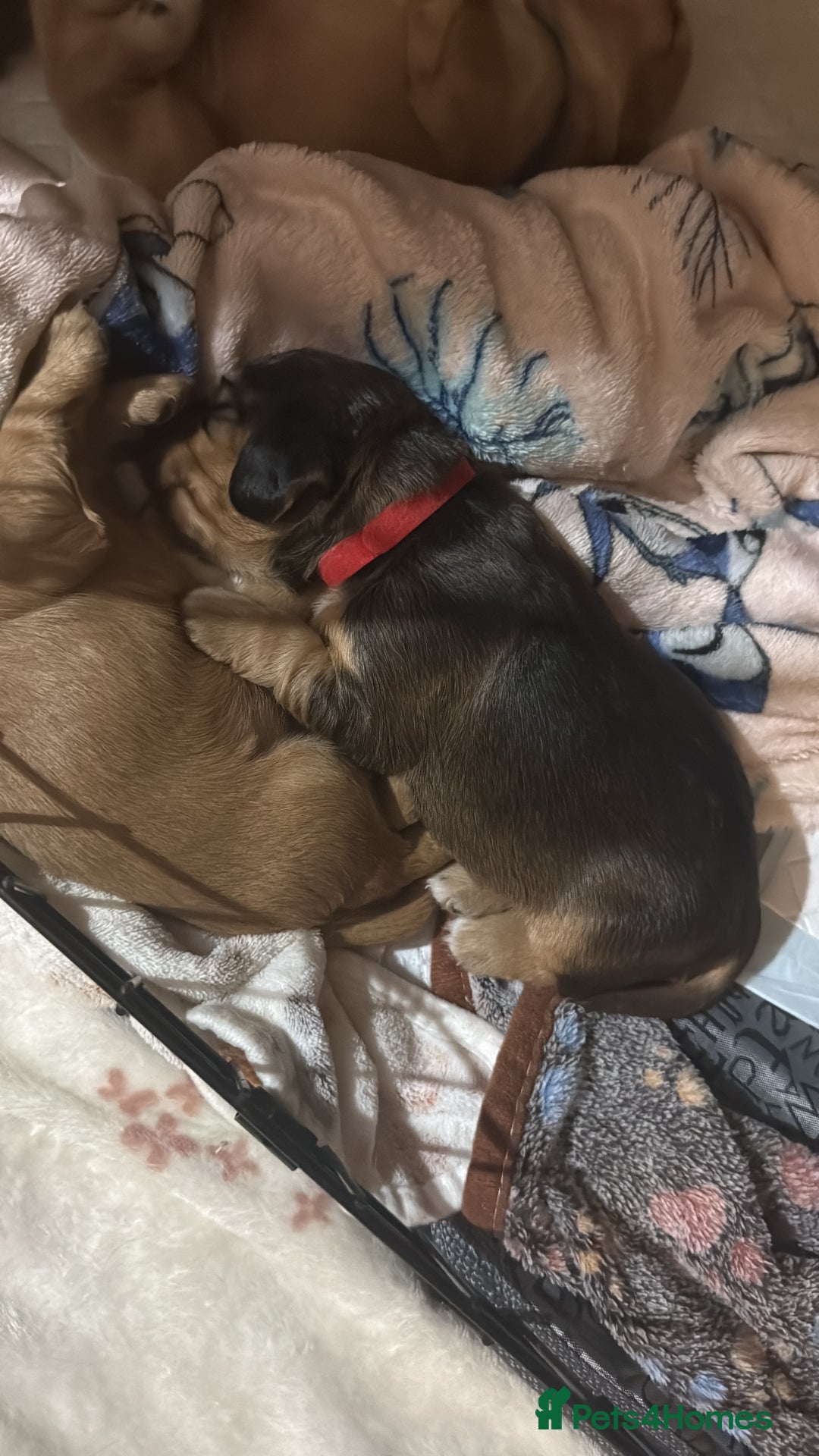 Cocker Spaniel dogs for sale: Gorgeously adorable Show Cocker Spaniels - Advert 15