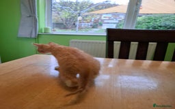 Mixed Breed cats for sale: 9 week old kittens available  - Image 26