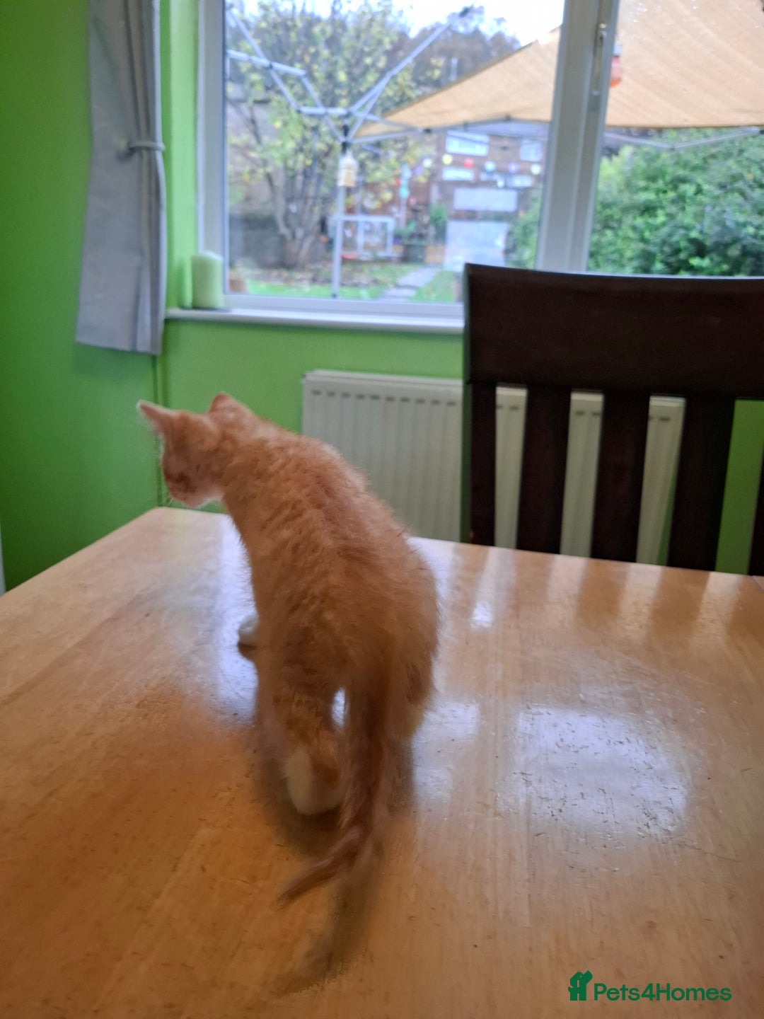 Mixed Breed cats for sale: 9 week old kittens available  - Image 26