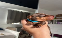 Miniature Dachshund dogs for sale: 4 miniature dachshunds  - Image 5