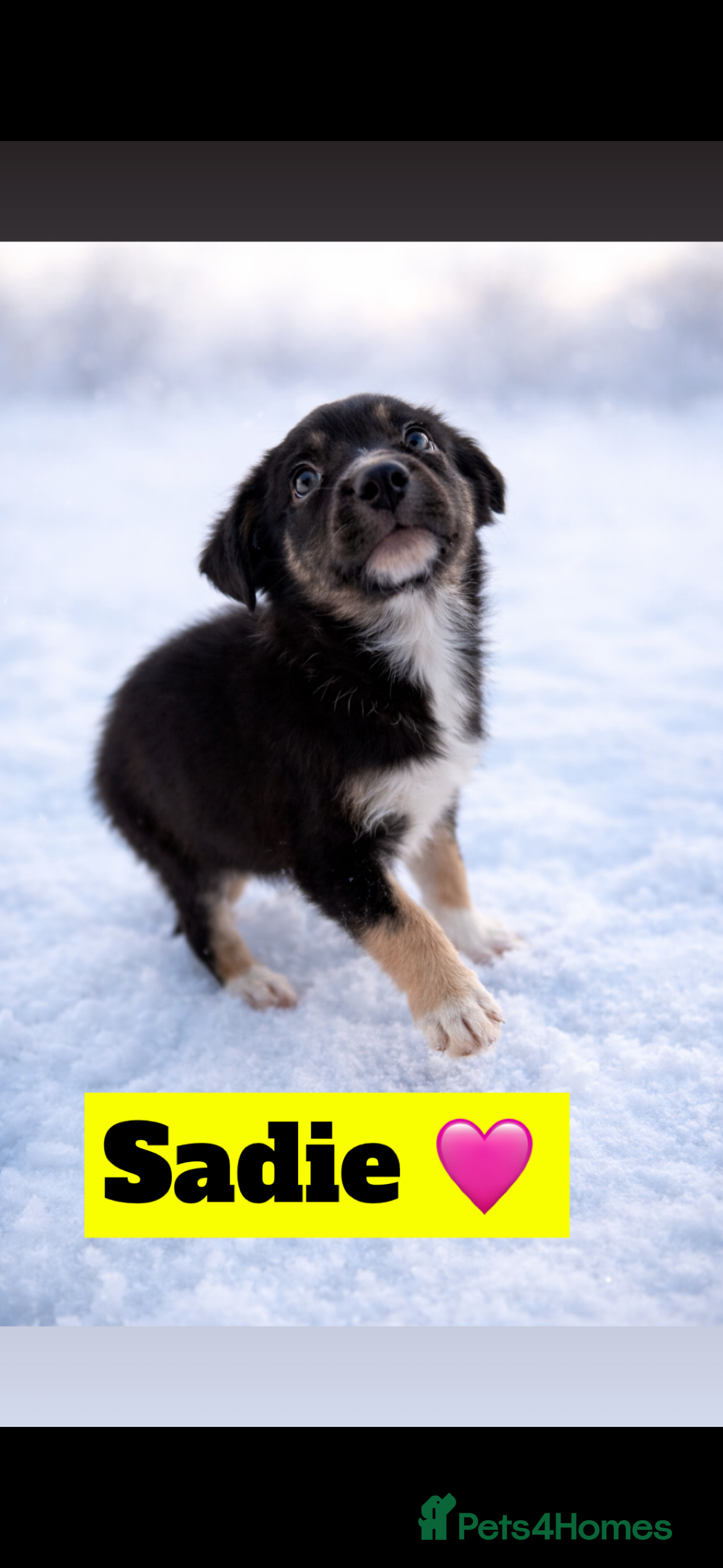 Border Collie dogs Ready to leave, health checked border collies  - Advert 18