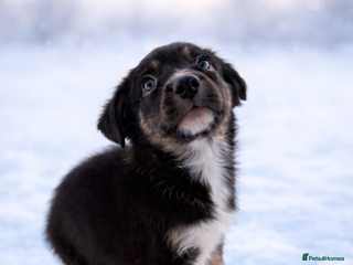 Border Collie dogs Ready to leave, health checked border collies - Advert 18