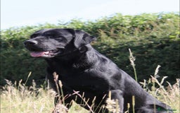 Labrador Retriever dogs for sale: WORMAGS KC REGISTERED LAST LABRADOR PUPPY - Image 24