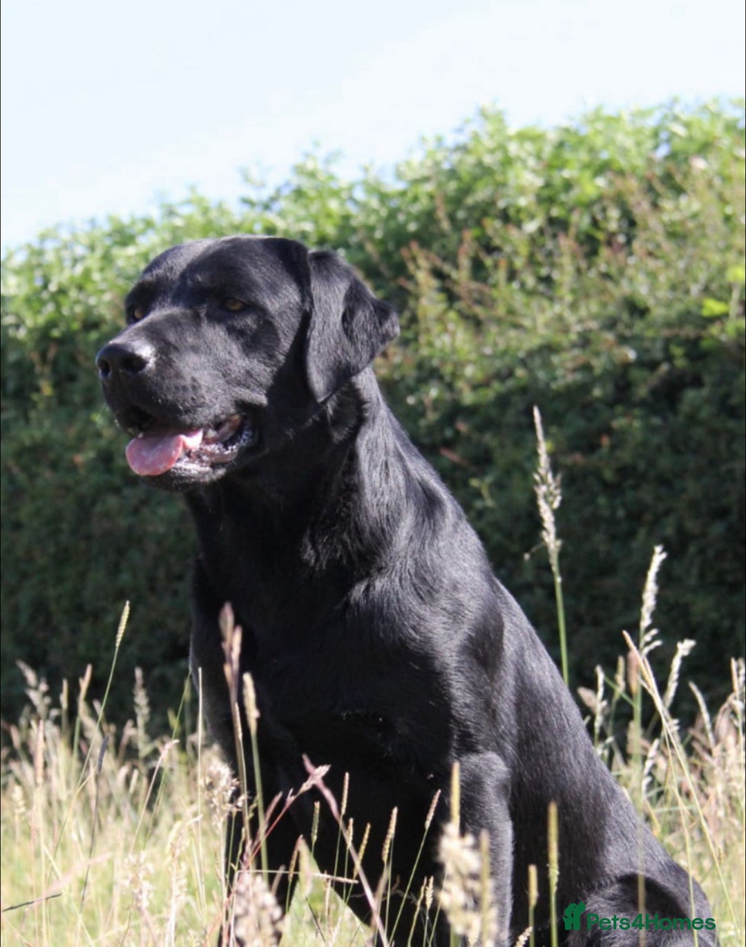 Labrador Retriever dogs for sale: WORMAGS KC REGISTERED LAST LABRADOR PUPPY - Image 24