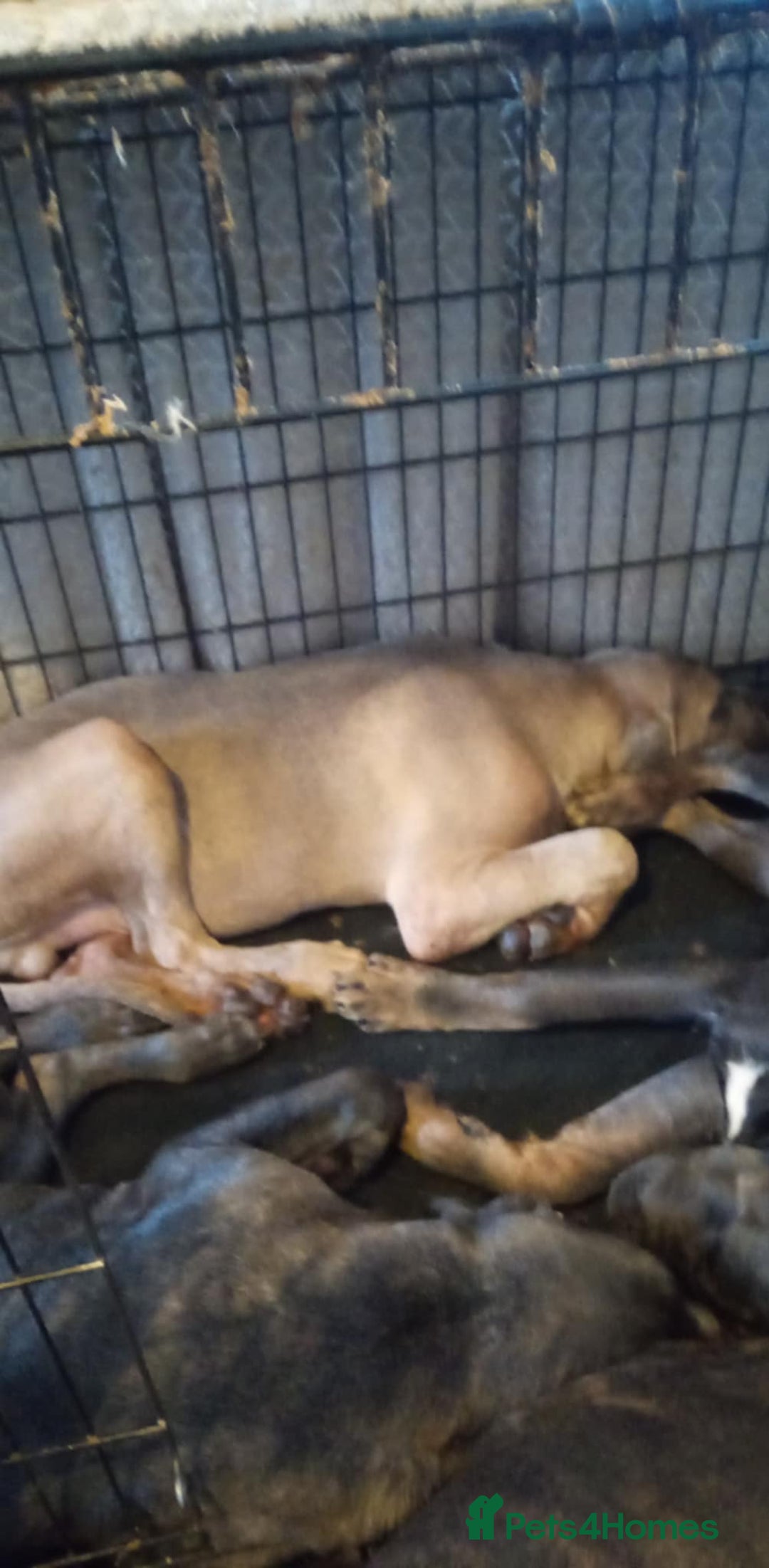 Cane Corso dogs for sale: Cane Corso puppy the best gard dog  in Edinburgh - Image 17