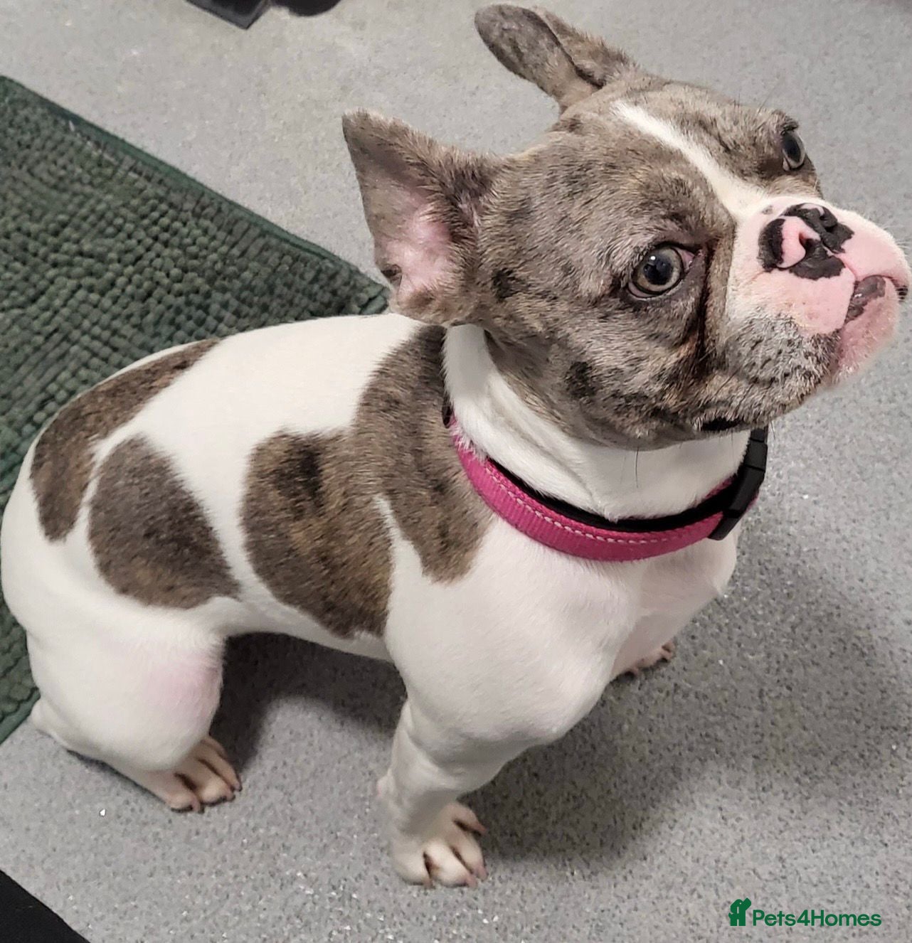 French Bulldog dogs Beautiful French bulldog pups - Advert 12