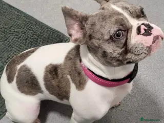 French Bulldog dogs Beautiful French bulldog pups - Advert 12