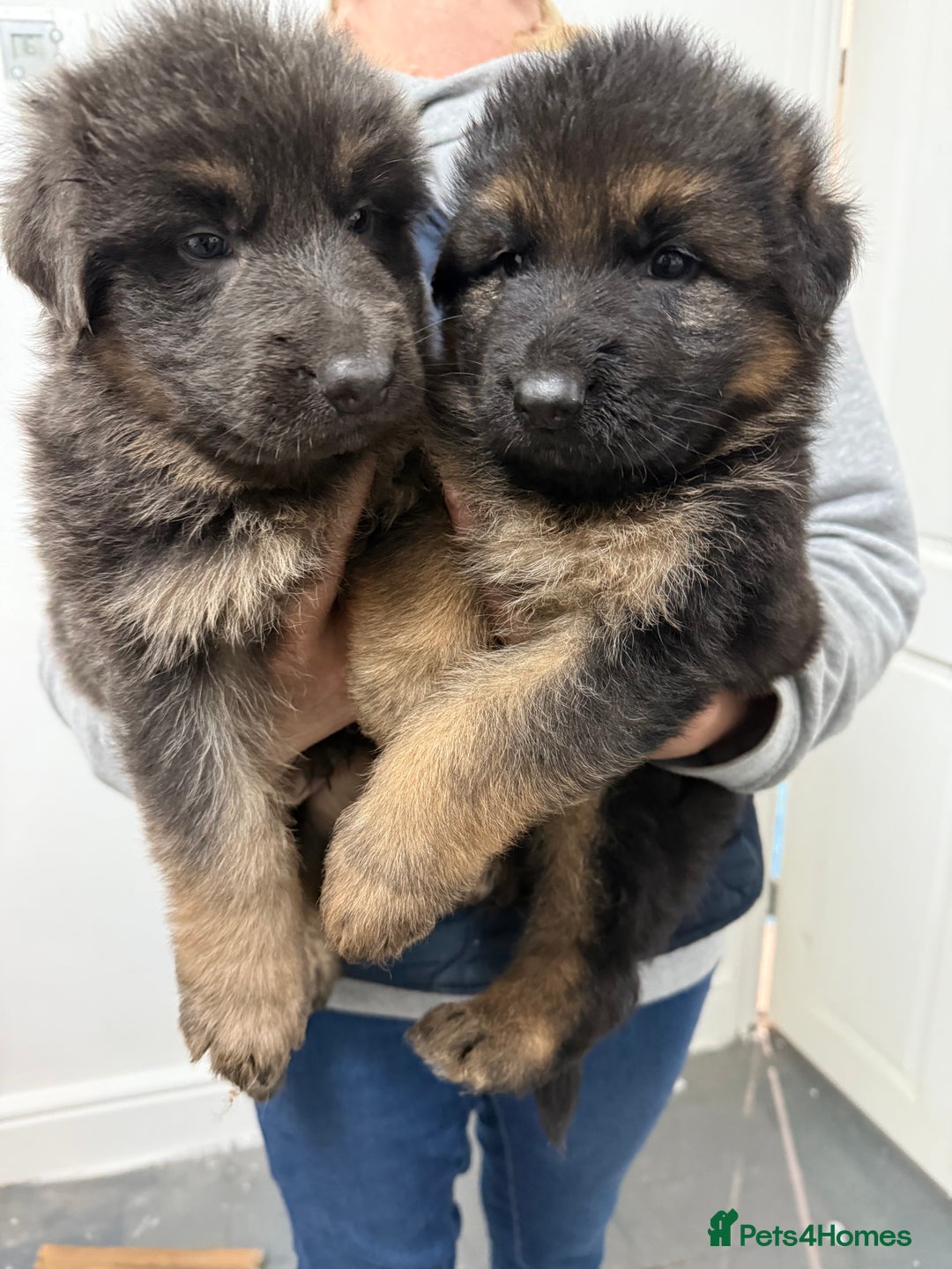 German Shepherd dogs for sale: KC GSD long coat.  Fantastic bloodlines.  - Advert 39