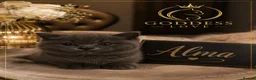 British Shorthair cats for sale: Exclusive Pedigree British Shorthair Kittens - Advert 31