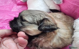 Shih Tzu dogs for sale: Kc reg stunning very tiny babies boys/girls - Image 5