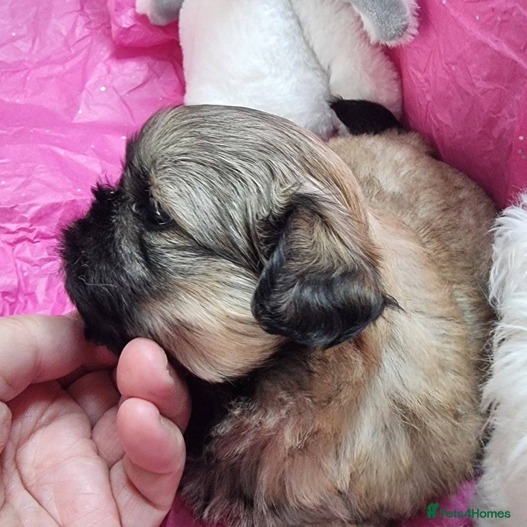 Shih Tzu dogs for sale: Kc reg stunning very tiny babies boys/girls - Image 5