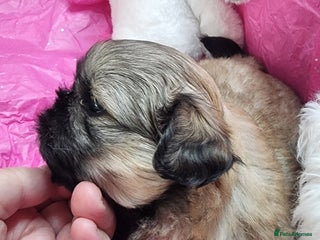 Shih Tzu dogs - Advert 2