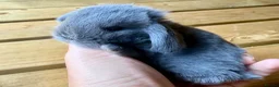 Mini Lop rabbits for sale: Three pure bred mini lop boys. - Advert 2
