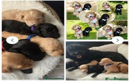 Labrador Retriever dogs for stud: Hip0/0 Elbow 0/0 Australian Labradoodle  - Advert 38