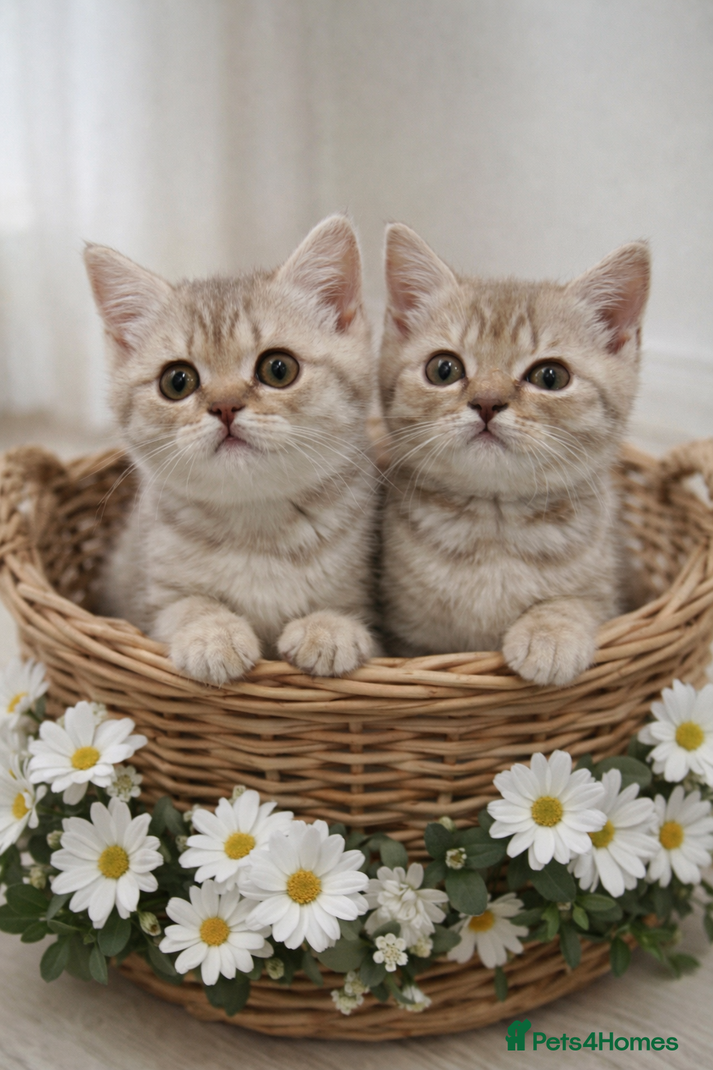 Scottish Fold cats British shorthair x Scottish fold kittens - Advert 4