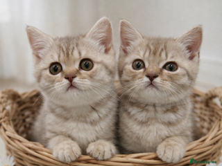 Scottish Fold cats British shorthair x Scottish fold kittens - Advert 4