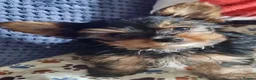 Yorkshire Terrier dogs for sale: Miniature Yorkshire terrier puppies  - Advert 3