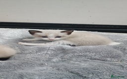 Ragdoll cats for sale: 3 quarters RAGDOLL KITTENS FOR SALE £150 - Image 25