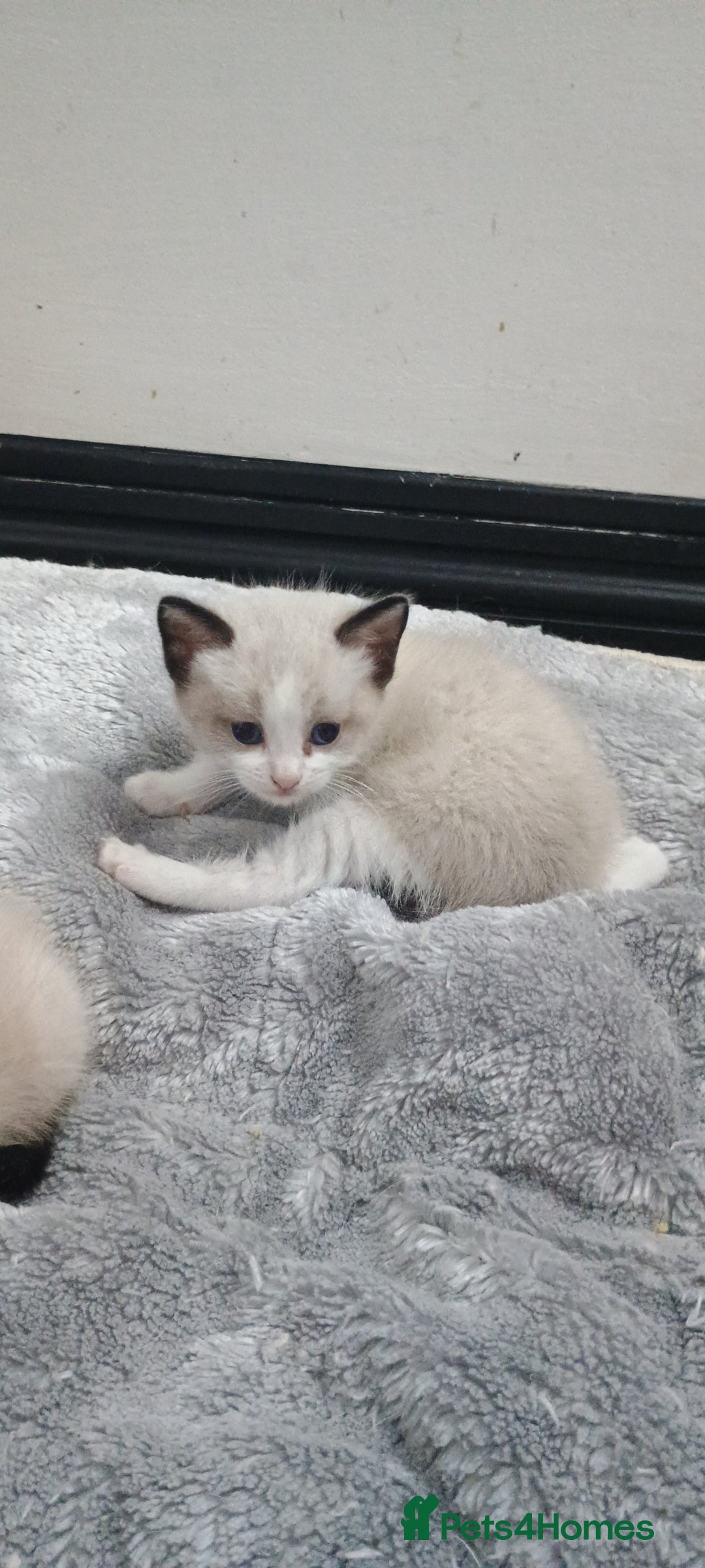 Ragdoll cats for sale: 3 quarters RAGDOLL KITTENS FOR SALE £150 - Image 25