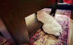 Dwarf Lop rabbits for sale: Looking for a New Home for Rosie (Spayed Rabbit) - Advert 8