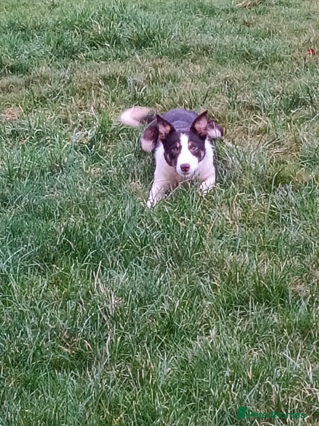 Border Collie dogs for sale: ISDS Registered Red Bitch Pup - Advert 1