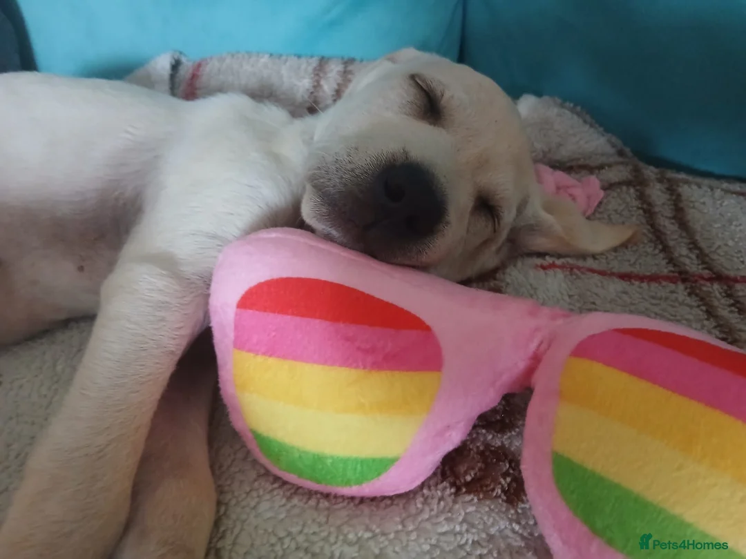Mixed Breed dogs for sale: Mrs anita garty in Louth - Advert 2