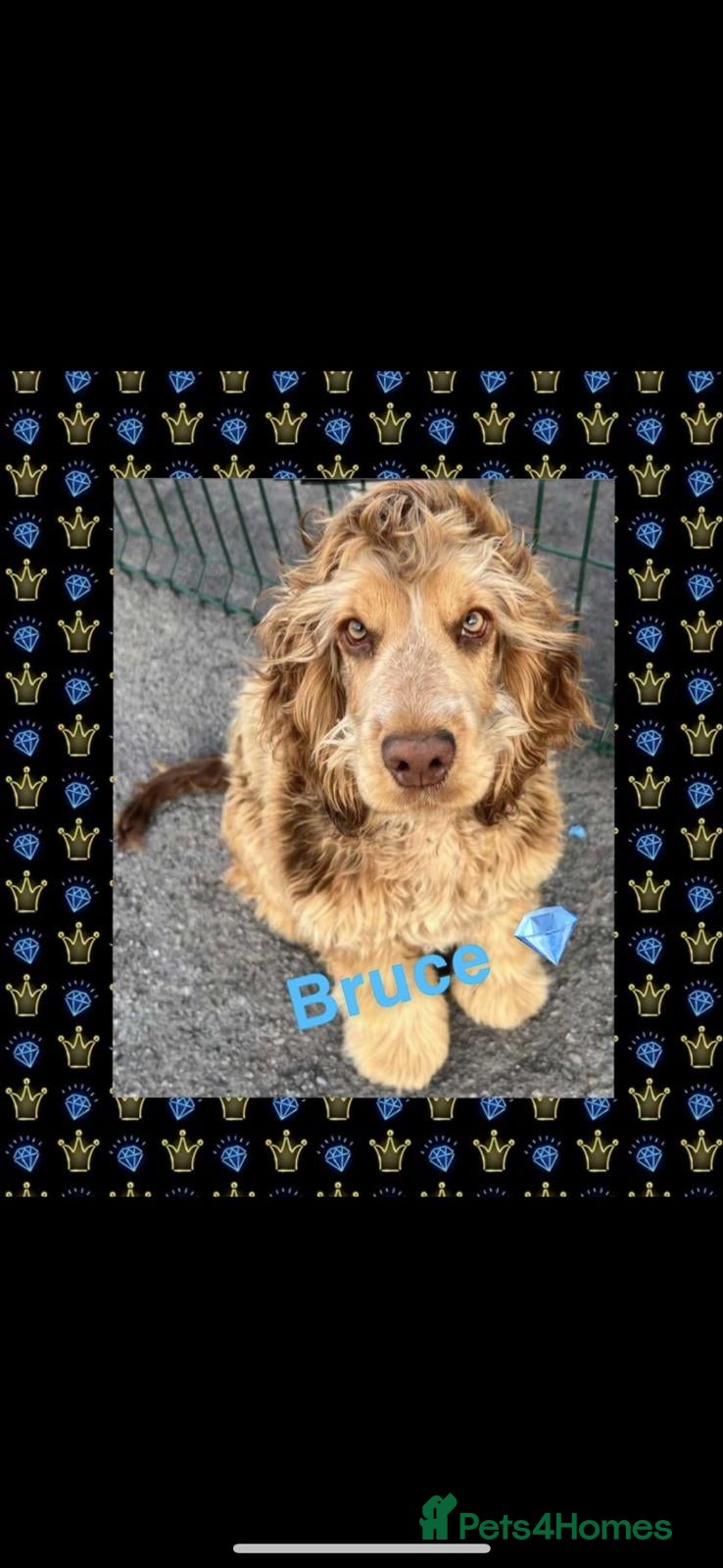 Cocker Spaniel dogs show type cocker spaniel - Advert 2