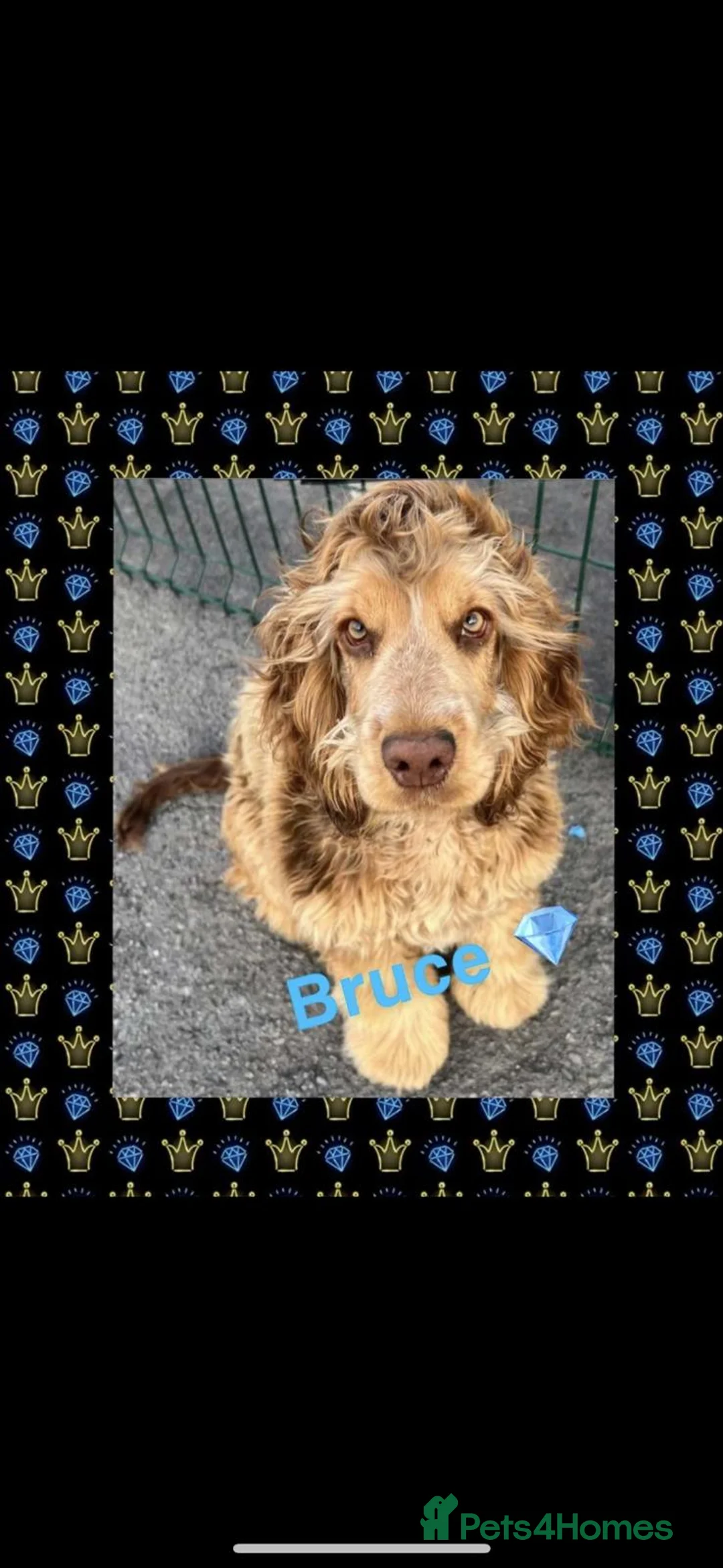 Cocker Spaniel dogs for sale: show type cocker spaniel - Advert 2