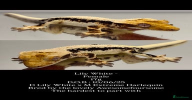 Gecko reptiles - Advert 15