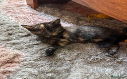 American Shorthair cats for sale: 4 kittens for sale - Image 9