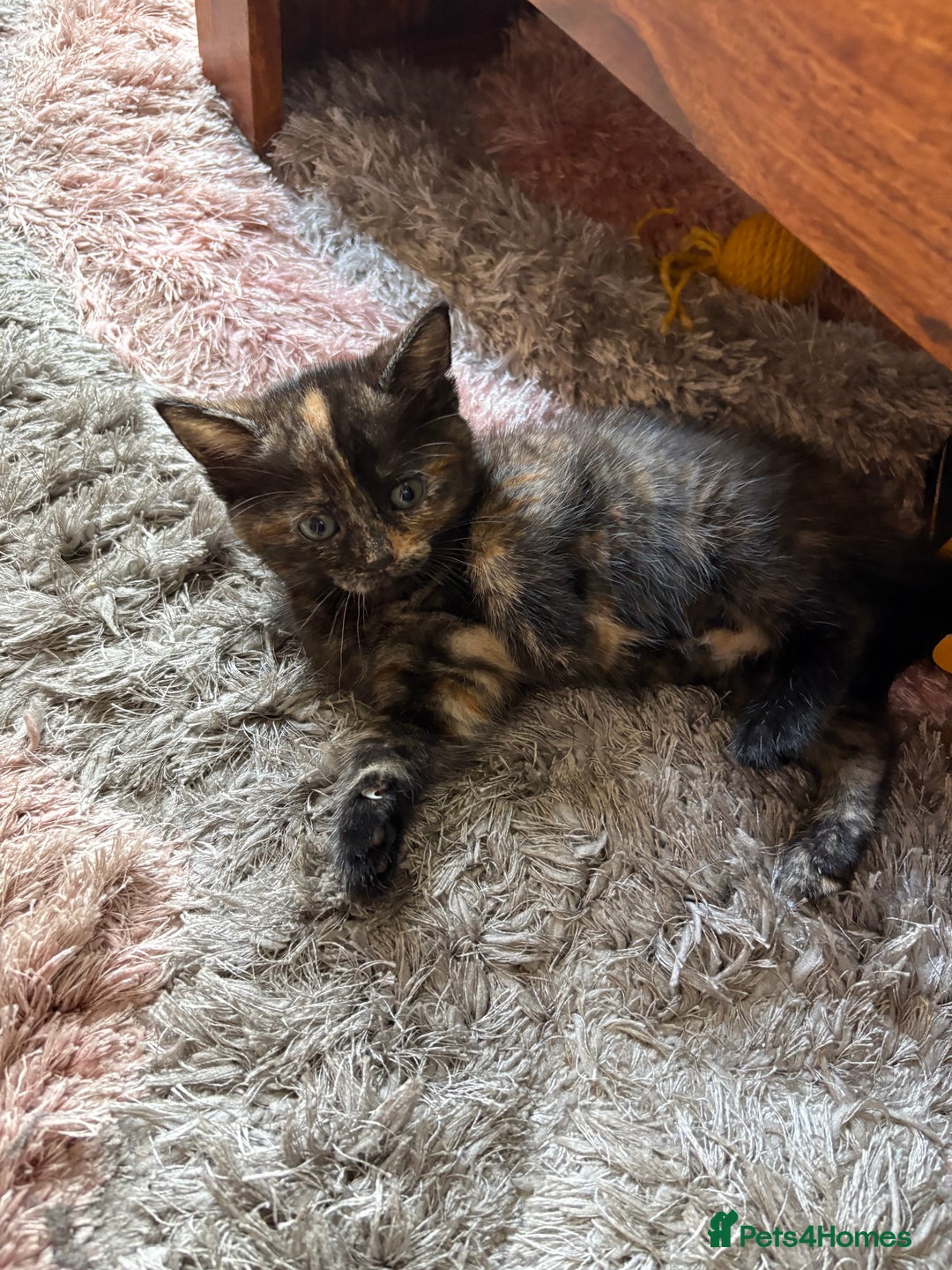 American Shorthair cats for sale: 4 kittens for sale - Image 9