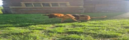 German Shepherd dogs for sale: German shepherd girl Malu - Advert 5